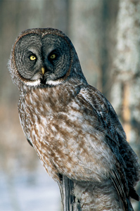 Great Grey Owl Photograph