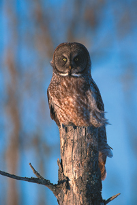 Great Grey Owl on Spruce Stump