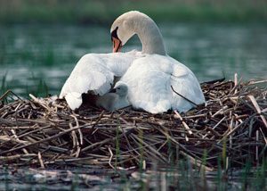 Mute Swan with Cygnet