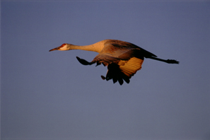 Sandhill Crane in Flight