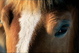 Belgian Draft Horse Photograph