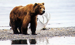 Brown Bear with Antlers