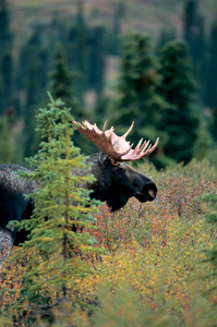 Bull Moose behind Spruce Photograph