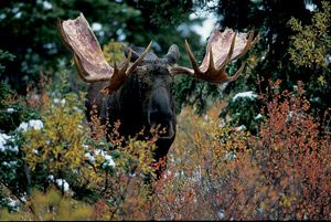 Bull Moose in Willows Photograph