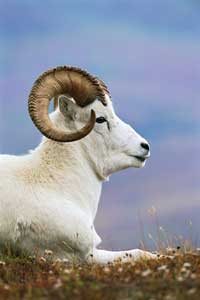 Dall Sheep Portrait