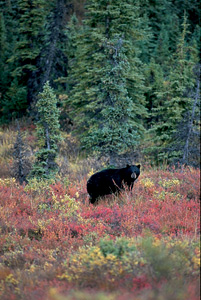 Fall Black Bear Photograph