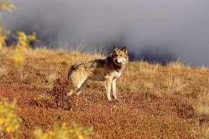 Fall Gray Wolf (horizontal)