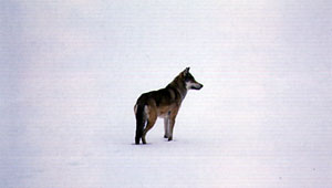 First Snow Gray Wolf