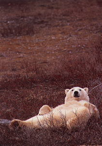 Polar Bear Photograph