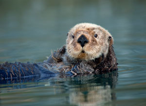 Sea Otter Photograph
