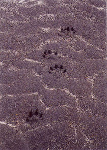 Wolf Tracks Photograph