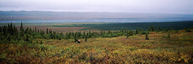 Moose on the Tundra panorama