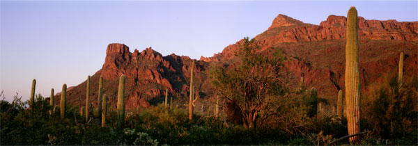 Saguaro Glow panorama
