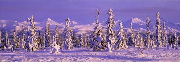 Winter Spruce Trees panorama