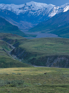 Lone Caribou Alaska Range