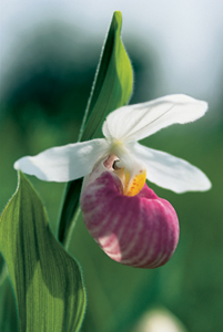 Showy Lady's Slipper Photograph
