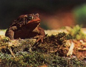 American Toad Photograph