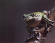 Gray Tree Frog Photograph