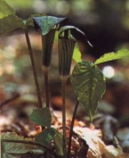 Jack in the Pulpit Photograph