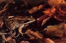 Wood Frog Photograph