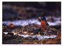 Notecard American Robin
