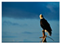 Notecard Bald Eagle