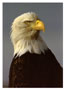 Notecard Bald Eagle Portrait