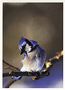 Notecard Blue Jay