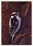 Notecard Dwony Woodpecker
