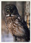 Notecard Great Grey Owl
