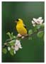 Notecard Male American Goldfinch