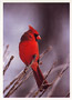 Notecard Male Northern Cardinal