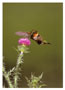 Notecard Ruby Throated Hummingbird