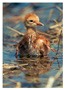 Notecard Sandhill Crane Chick