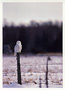Notecard Snowy Owl