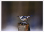 Notecard White Breasted Nuthatch