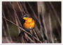 Notecard Yellow Breasted Chat