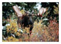Notecard Bull Moose in Willow