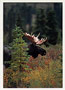 Notecard Bull Moose Behind Spruce