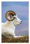 Notecard Dahl Sheep Protrait