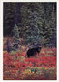 Notecard Fall Black Bear