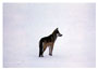 Notecard First Snow Gray Wolf