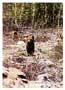 Notecard Grizzly Cub