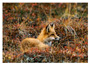 Notecard Red Fox