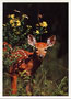 Notecard Whitetail Deer Fawn