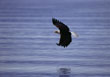 CLICK for info | Bald Eagle Flying