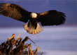 CLICK for info | Blad Eagle Landing