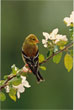 CLICK for info | Female American Goldfinch
