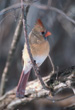 CLICK for info | Female Northern Cardinal
