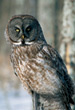 CLICK for info | Great Grey Owl